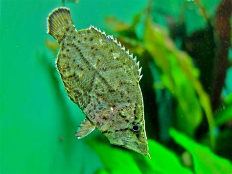 Amazon Leaf Fish (Monocirrhus polyacanthus) .